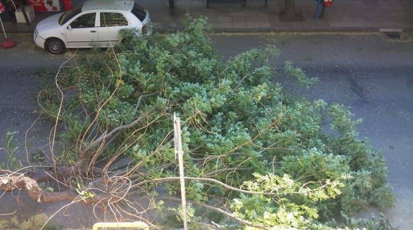 Οι δυνατοί άνεμοι ξερίζωσαν τουλάχιστον δέκα δέντρα στην ανατολική Θεσσαλονίκη